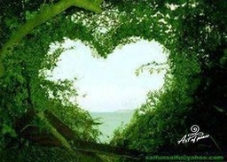 Saule